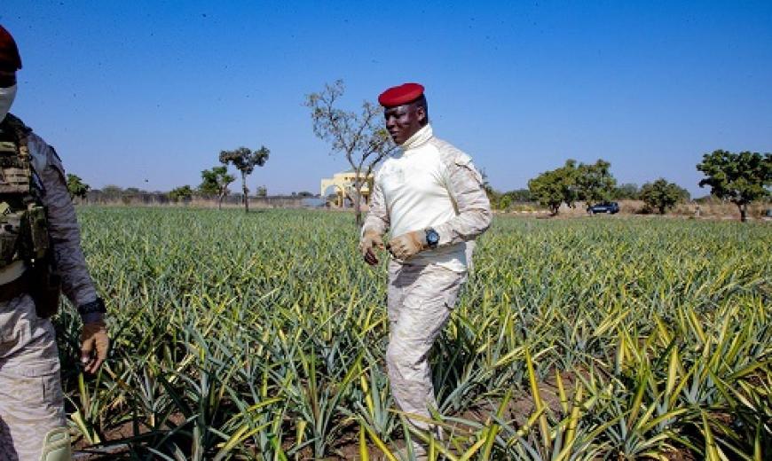 Ananas Burkina