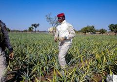 Ananas Burkina